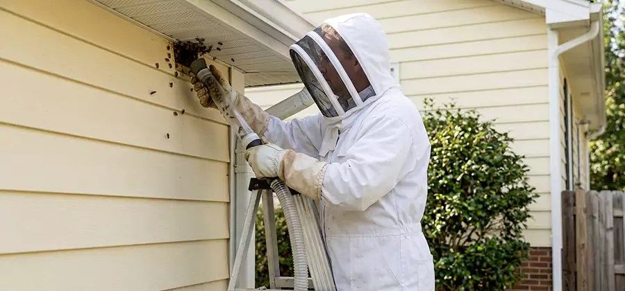 Wasp Nest in Wall Removal in Reston