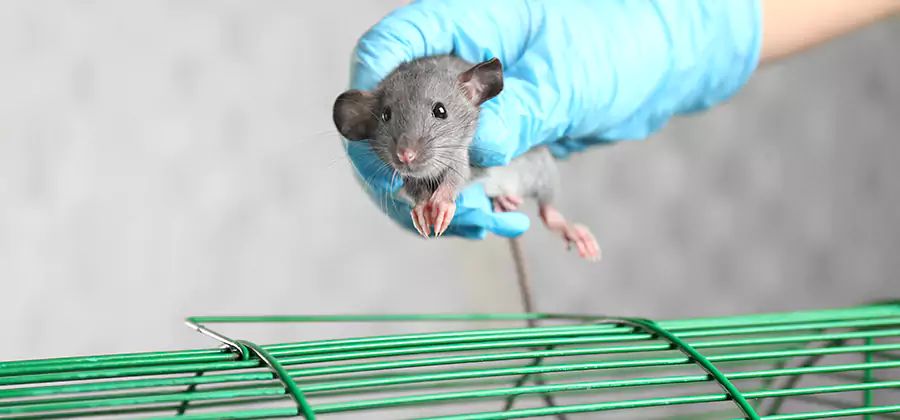 Humane Rat Trapping in Reston
