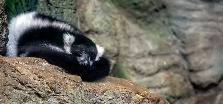 Humane Skunk Removal in Reston