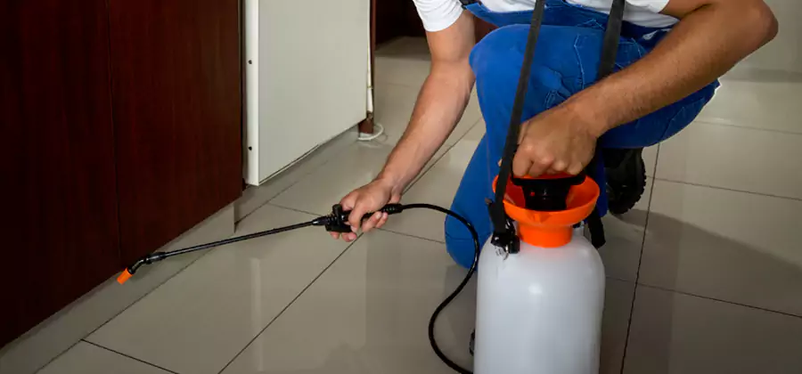 Indoor Insect Killer Solutions in Reston