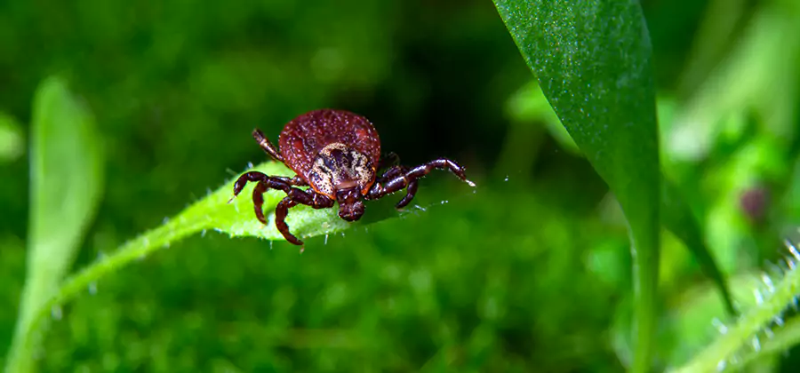 Tick Prevention for Yard in Reston