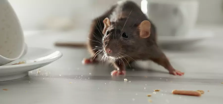 Rodent Feces Removal in Reston