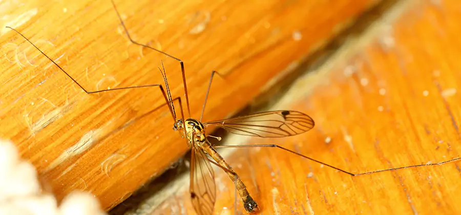Exterior Mosquito Control in Reston