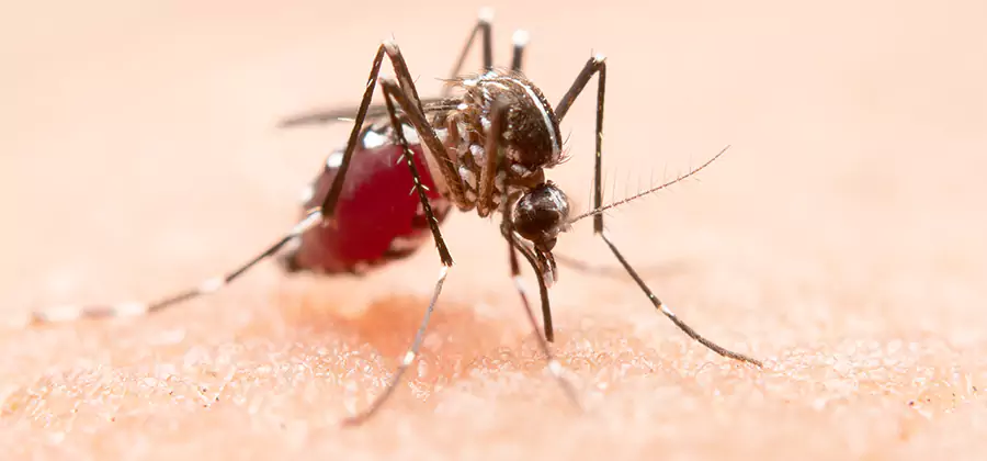 Indoor Mosquito Killer and Interior Control in Reston
