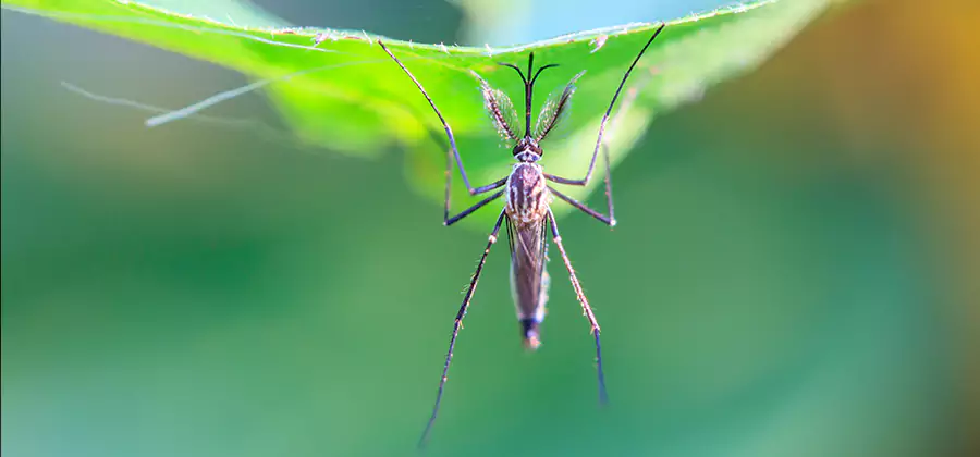 Pest and Mosquito Control for Yard and Patio in Reston