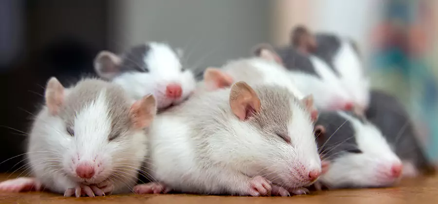 Reston Pet Safe Mice Control