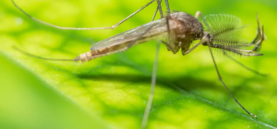 Herbal Mosquito Repellent Treatment in Reston