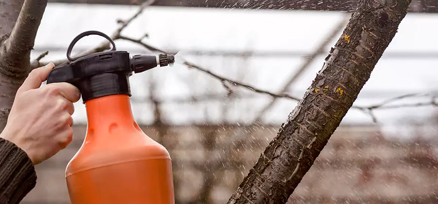 Orange Oil Structural Cavity Treatment in Reston