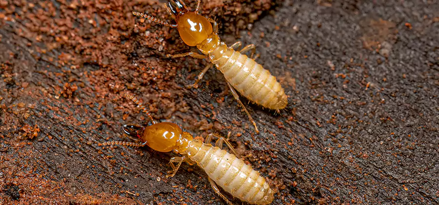 Natural Ant Hill Killer Treatment in Reston