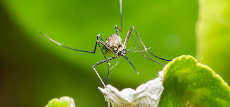 Natural Outdoor Mosquito Repellent in Reston