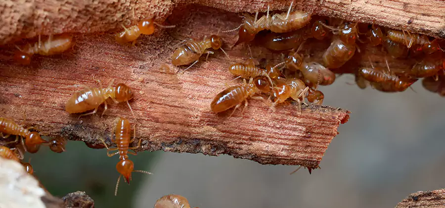 Termite Pest Management in Reston