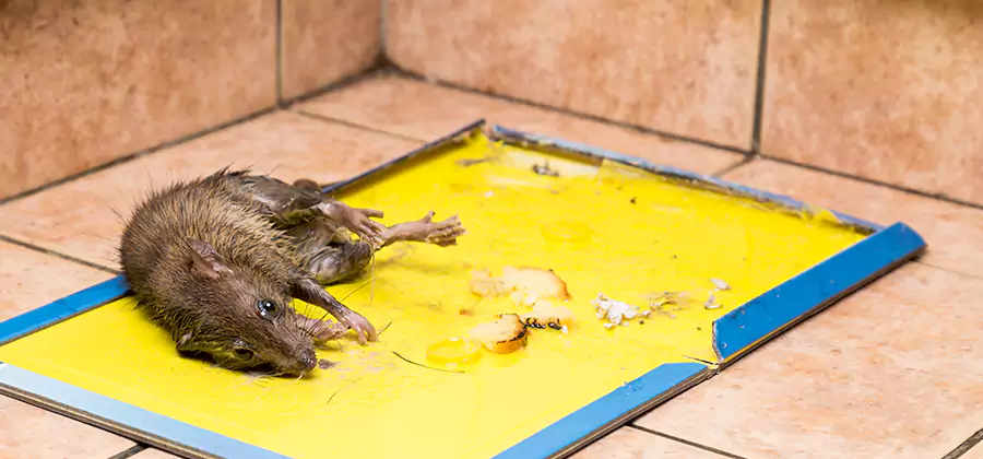 Rat Trapping Service In Reston