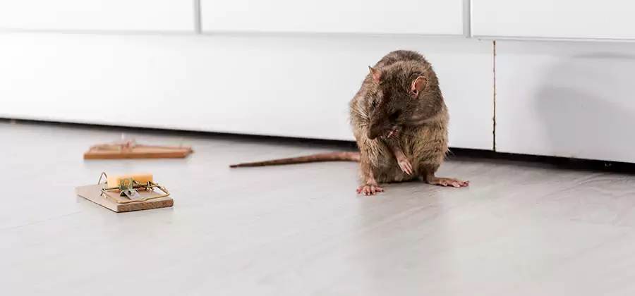 Rat Baiting Removal Service in Reston