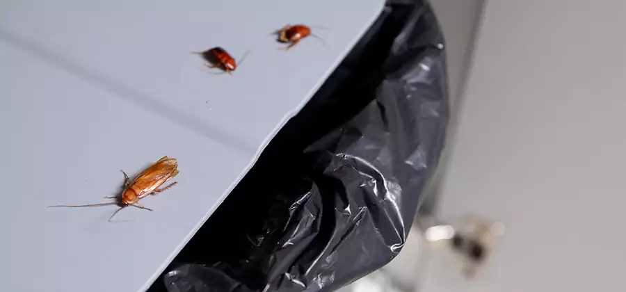 German Roach Pest Control in Reston