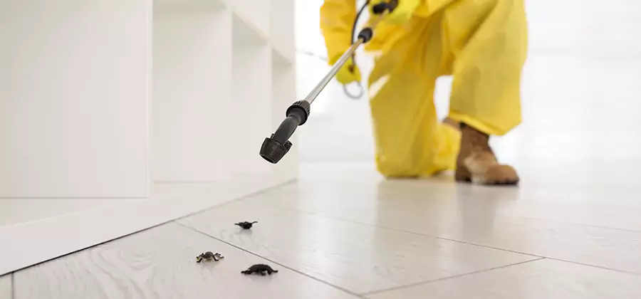 Roach and Bed Bug Exterminator in Reston