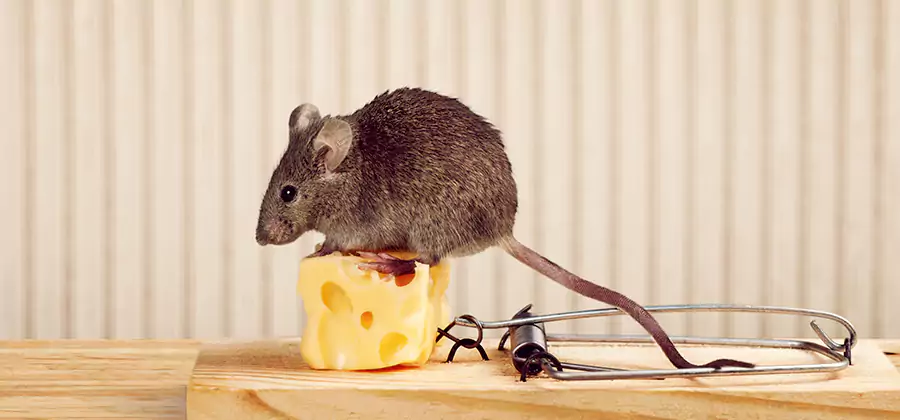Commercial Rodent Exclusion Services in Reston