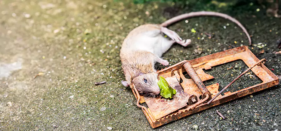 Rat Trapping in Reston