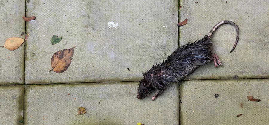 Rodent inspection service in Reston