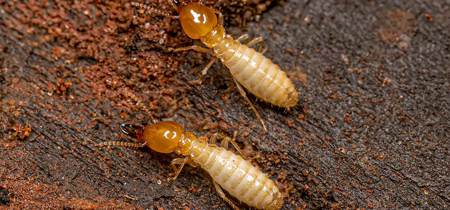 Sentricon Residential Termite Control in Reston