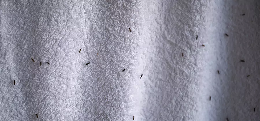 Small Black Ants in Bathroom Treatment in Reston