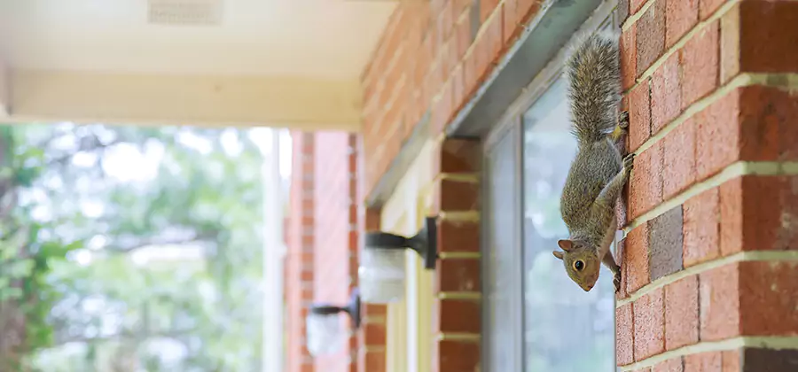 Squirrel Inside Walls Removal in Reston