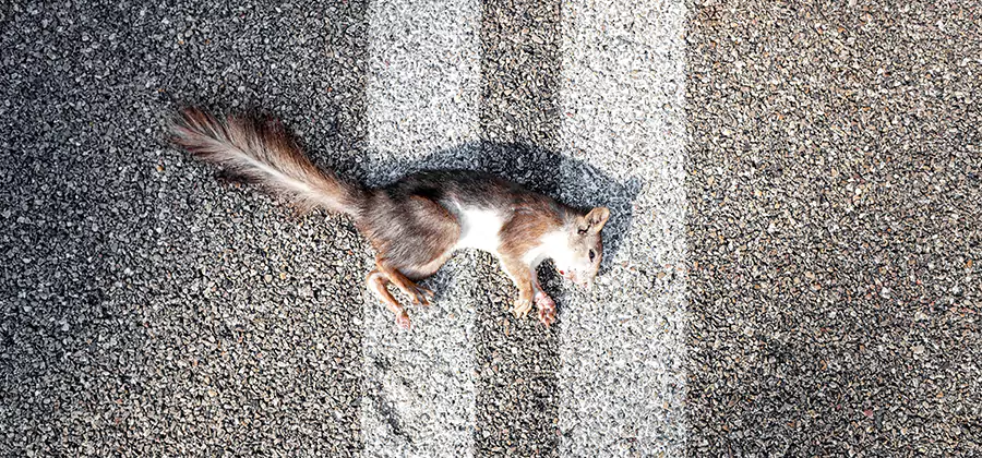 Dead Squirrel Removal in Reston