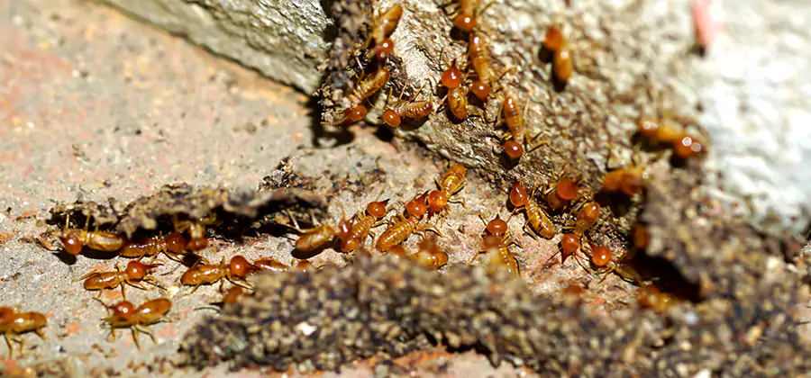 Wood Treatment and Localized Termite Solutions in Reston