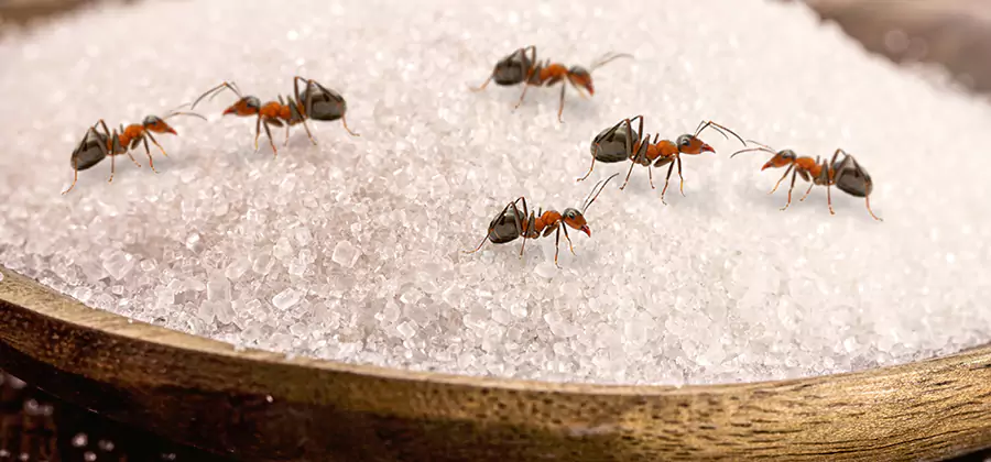 Indoor Sugar Ant Treatment in Reston