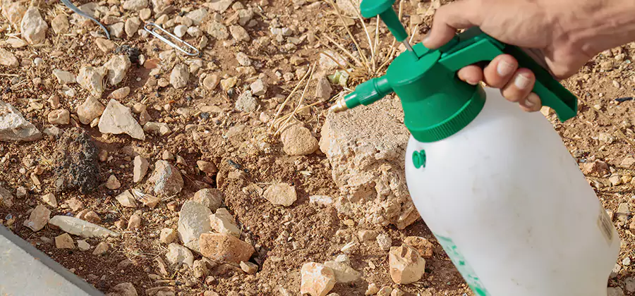 Heat Treatment Termite Cost in Reston