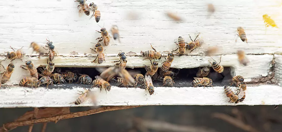 Residential Termite Fumigation in Reston