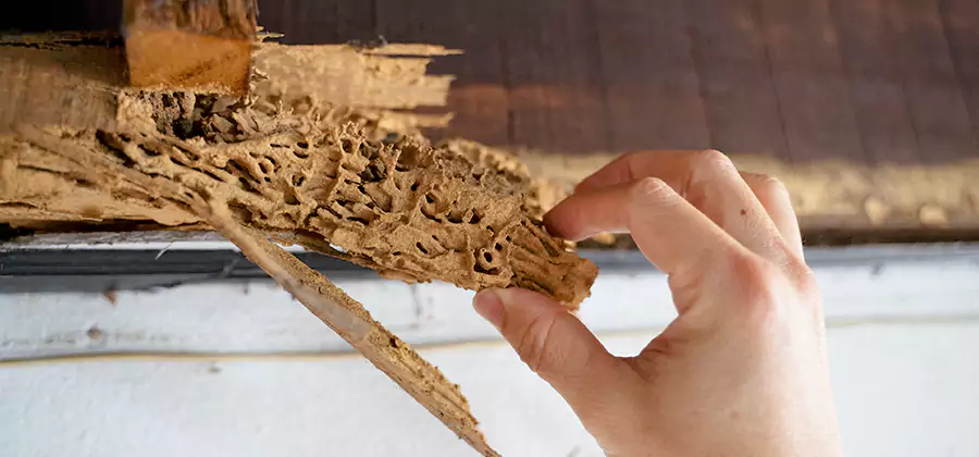 Pre-Purchase Termite Inspection in Reston