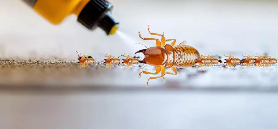 Foundation Termite Spraying Control in Reston