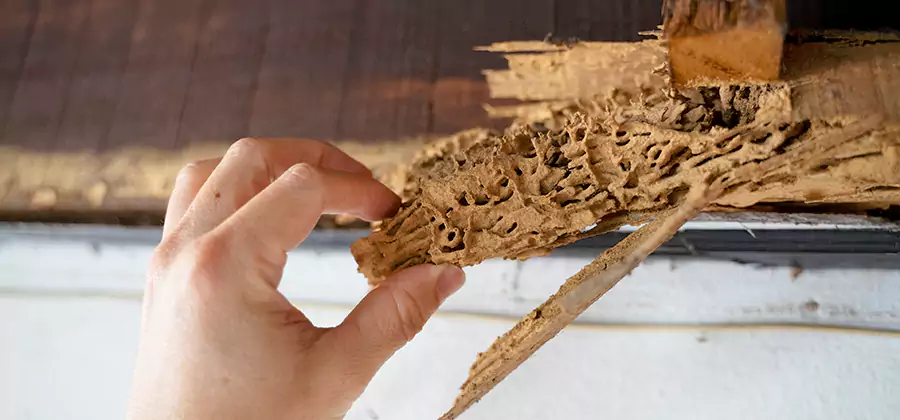 Pre-Construction Termite Treatment in Reston
