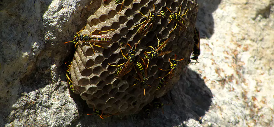 Wasp Nest in Tree Removal Reston