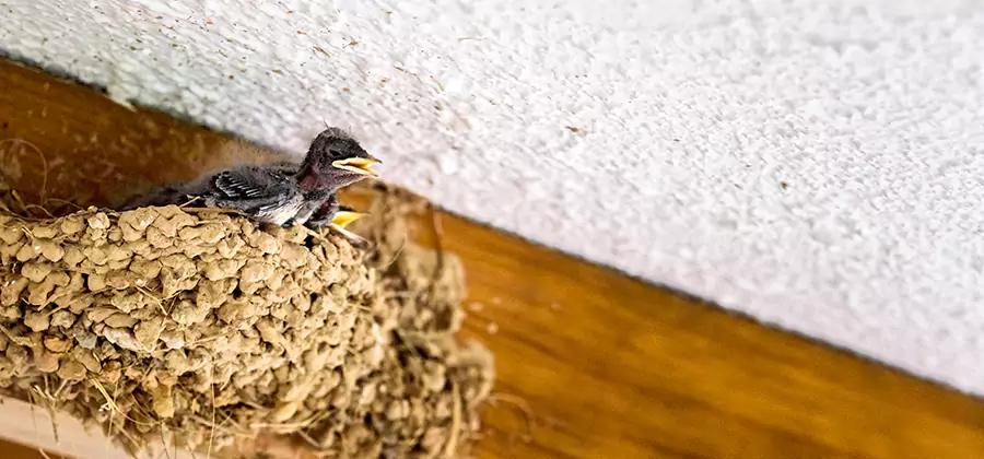 Bird Removal From House in Reston