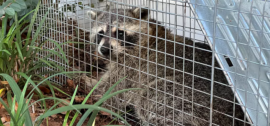 Wildlife Relocation Services in Reston