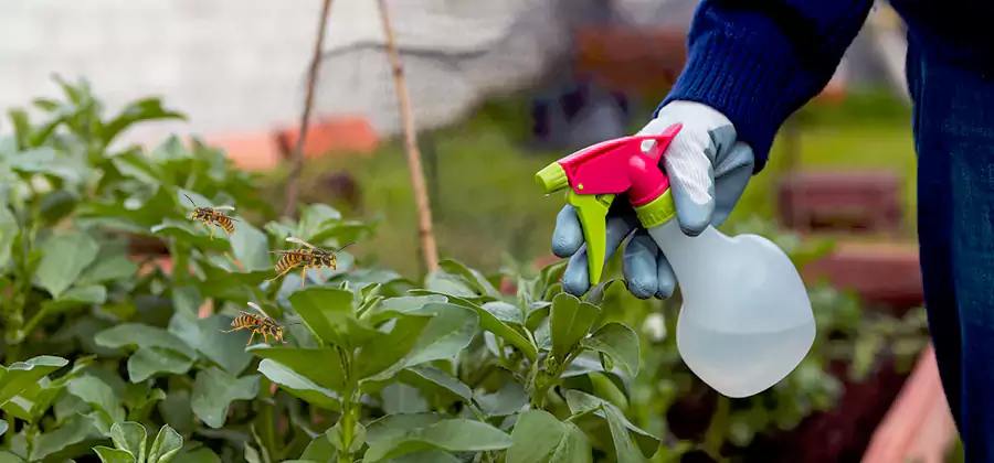 Yellow Jacket Pest Removal for Commercial Properties in Reston
