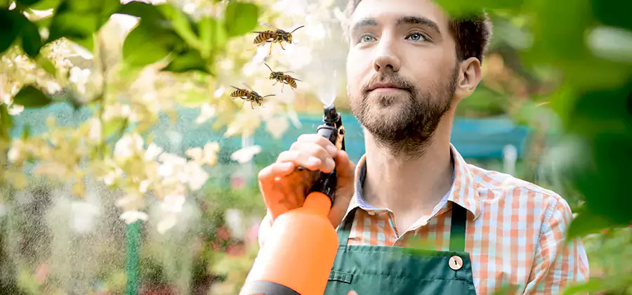 Yellow Jacket Wasp Removal in Reston