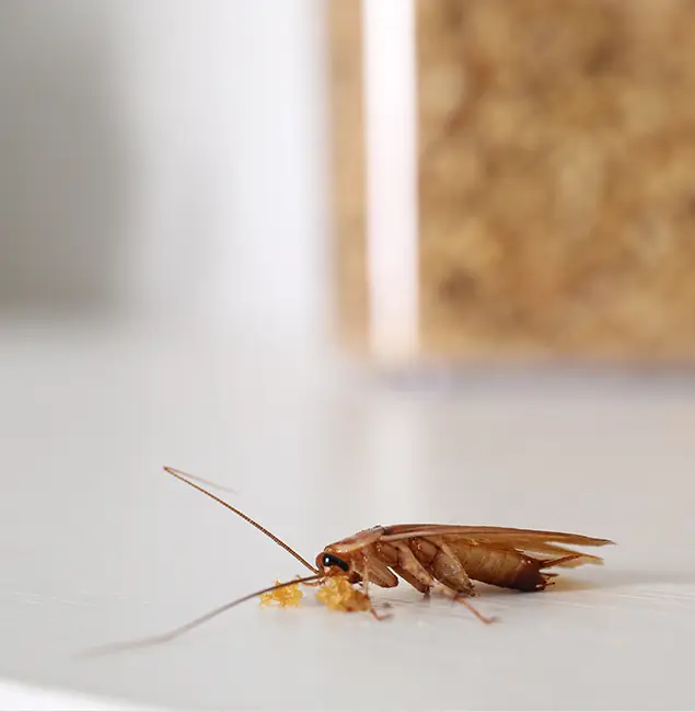 Why Reston Pest Control Pro Stands Out in Reston, VA?