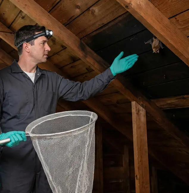 Why Reston Pest Control Pro Is the Right Choice in Reston, VA?