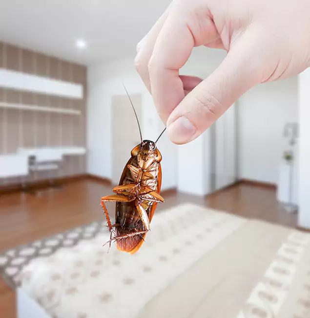 Why Reston Pest Control Pro Stand Out for Bed Bug Fumigation in Reston, VA?
