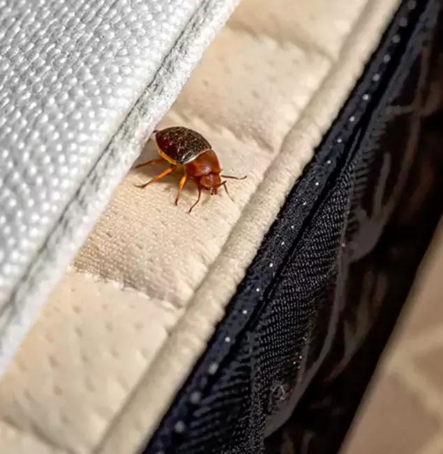 Why Choose Reston Pest Control Pro for Bed Bug Treatment at Home in Reston, VA?