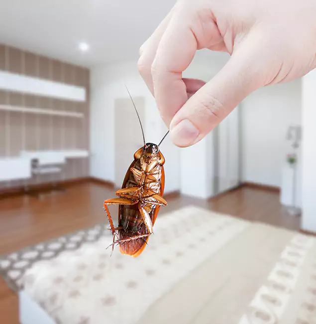 Why Reston Pest Control Pro Stand Out For Bed Bug Inspection in Reston, VA?