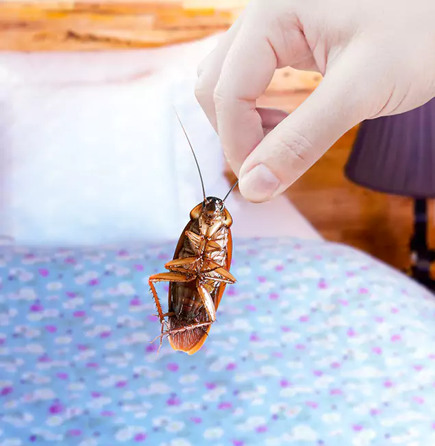 Why Choose Reston Pest Control Pro for Bed Bug Treatment in Reston, VA?