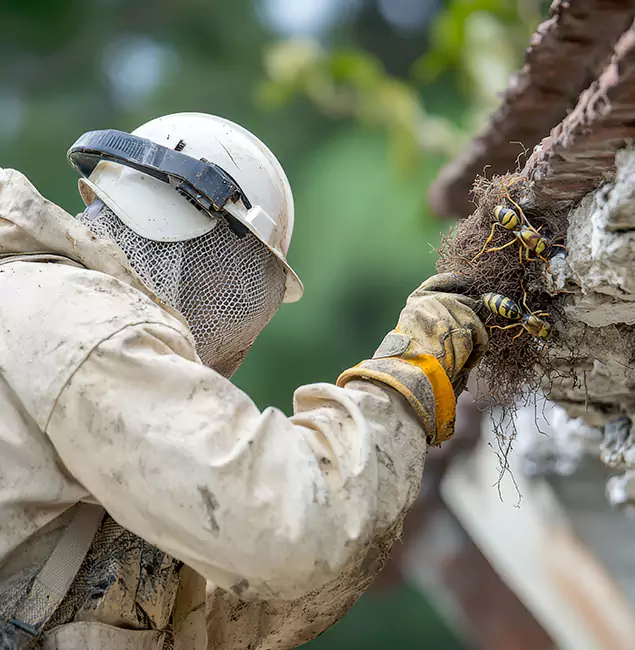 Why Reston Property Owners Choose Reston Pest Control Pro for Bee Exterminator?