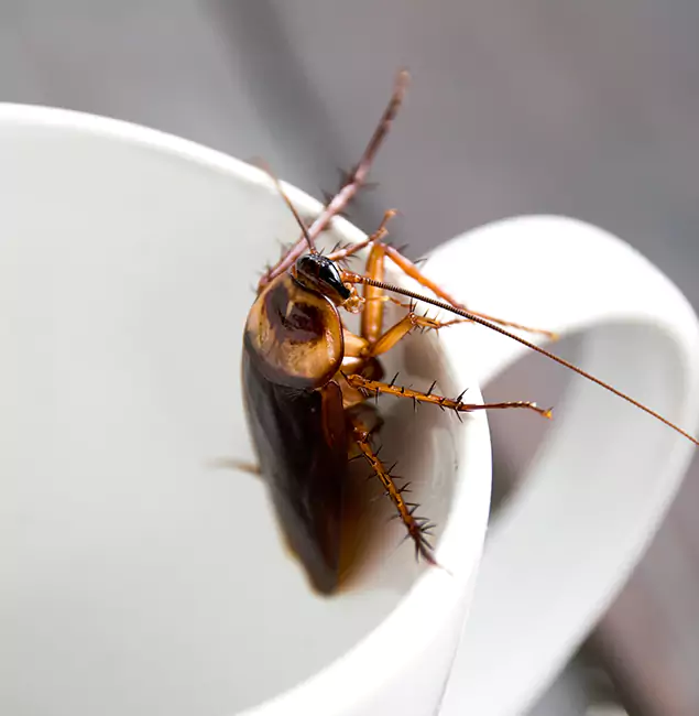 Why Reston, VA Residents Trust Reston Pest Control Pro for Cockroach Fumigation?