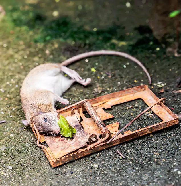 Why Reston, VA Homeowners Trust Reston Pest Control Pro for Rodent Removal?
