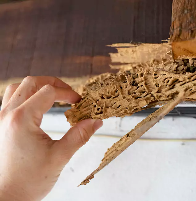 Why Choose Reston Pest Control Pro in Reston, VA?