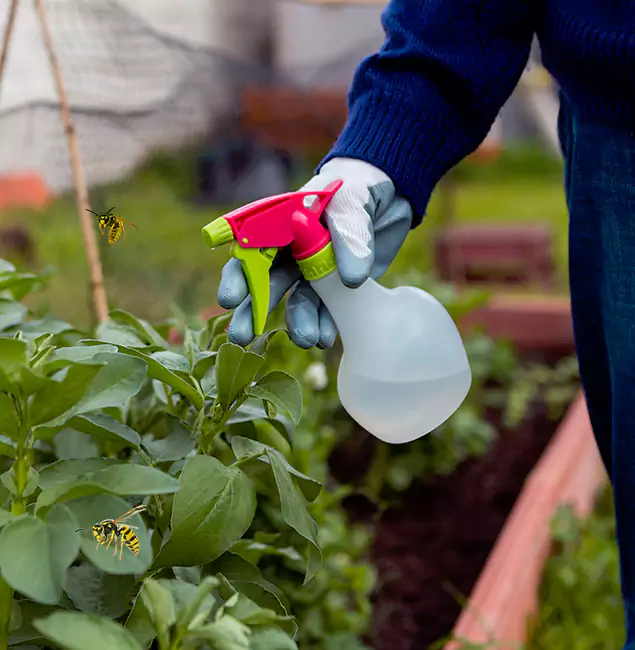 Why Reston Homeowners Choose Reston Pest Control Pro for Honey Bee Removal?