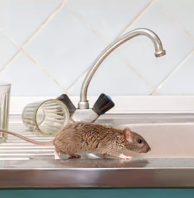 Why Reston, VA Trusts Reston Pest Control Pro for Humane Rodent Control?